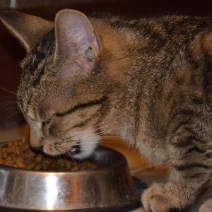 suha hrana za mačke